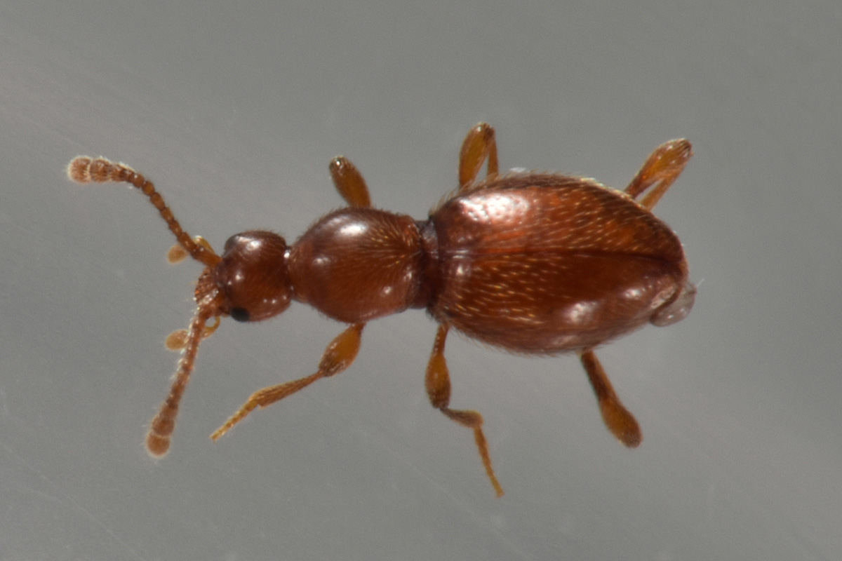 Scydmaenidae: Scydmaenus rufus?